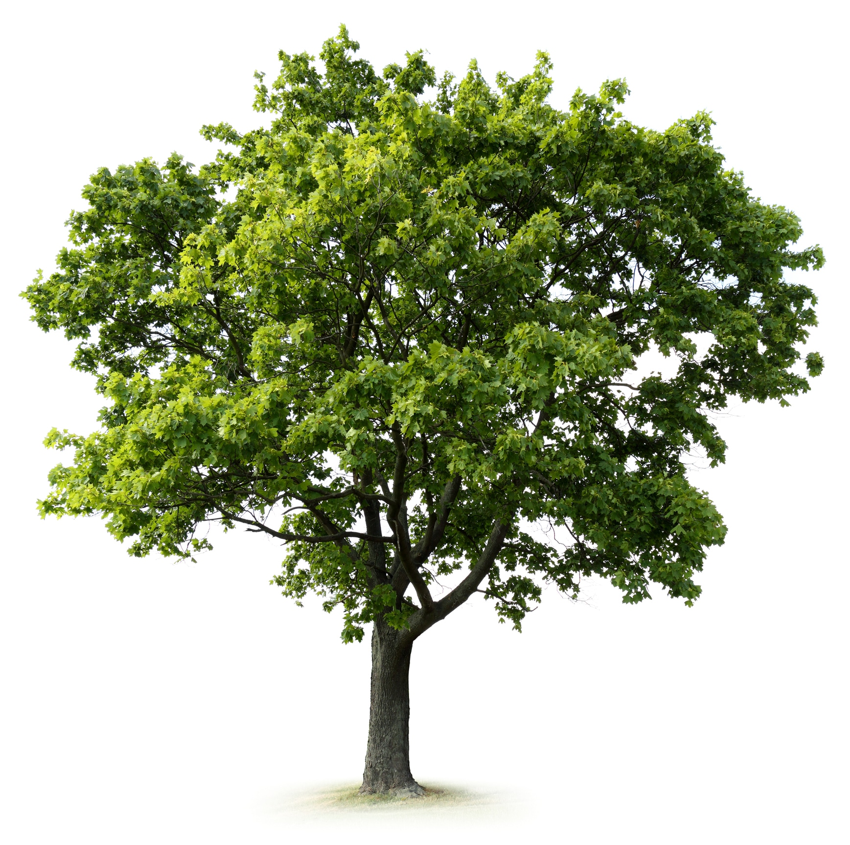 Greening our Faith Communities: How native trees can restore the environment 1 Greening our Faith Communities: How native trees can restore the environment - iStock 543052538